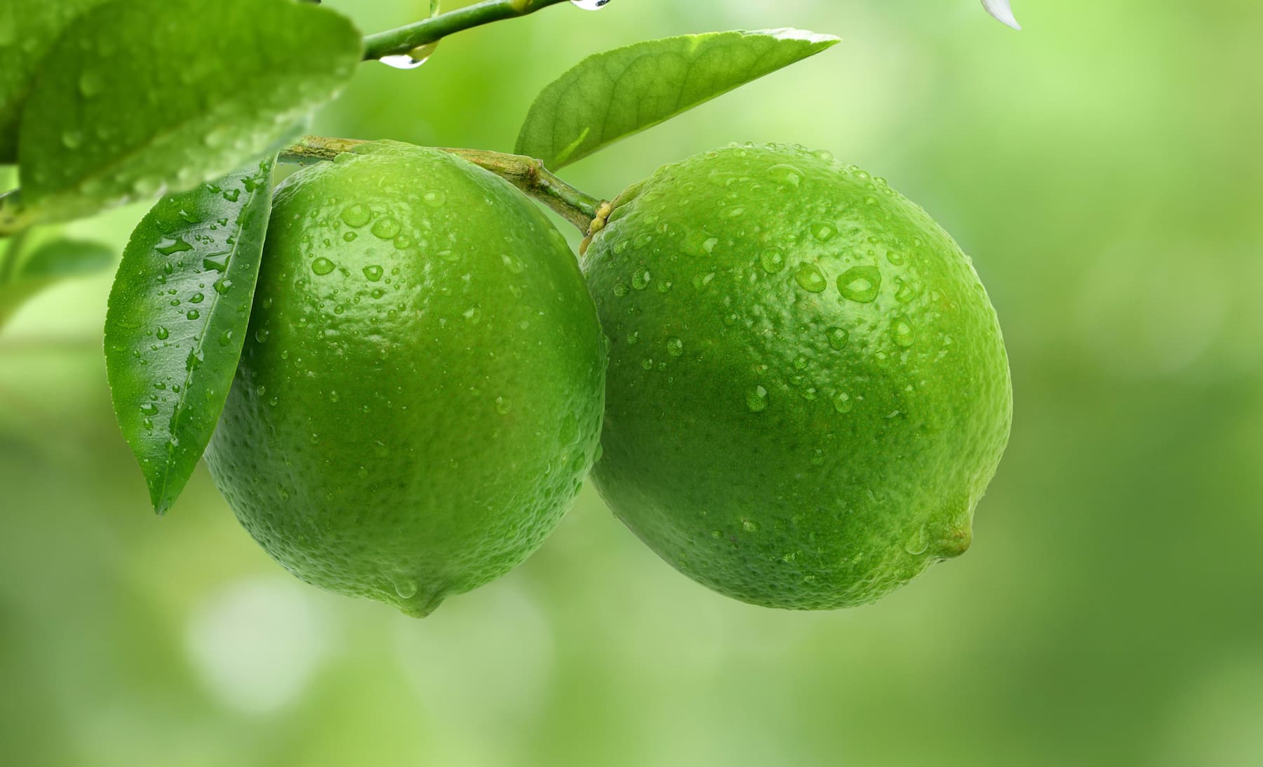 Madeinplant obtiene la ayuda Innodocto para impulsar nuevas herramientas de mejora genética vegetal con NTGs