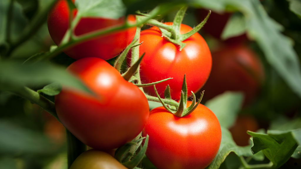 Tomates en planta durante su cultivo