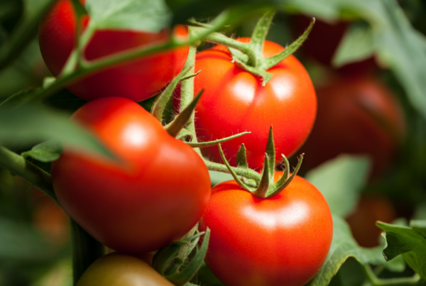 Tomates en planta durante su cultivo