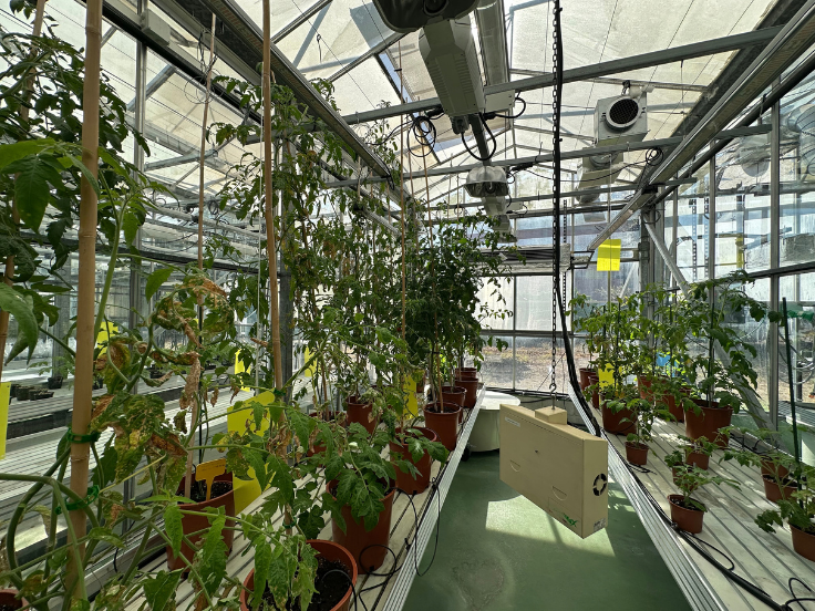 Del laboratorio al invernadero: biofortificación del tomate Muchamiel con NGTs
